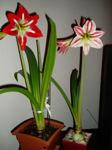 crin amaryllis - Florile mele 2009