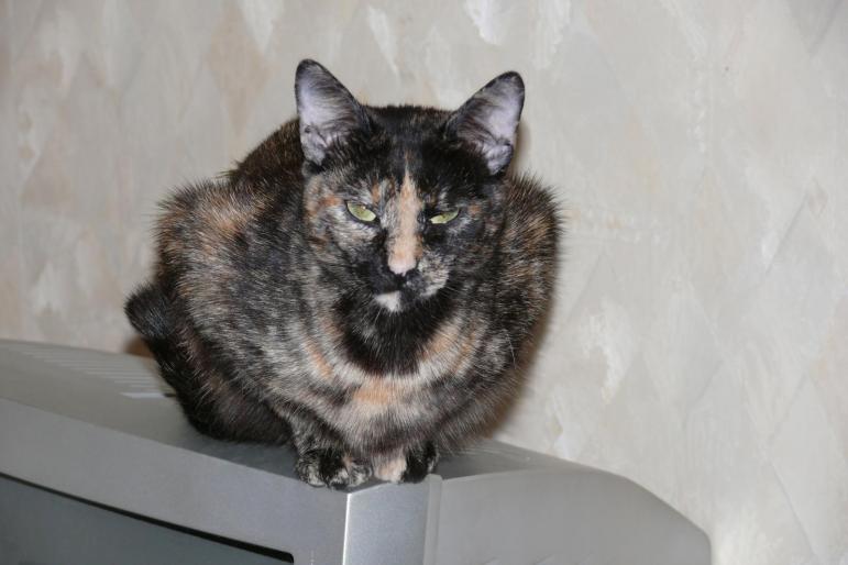 Mitza pe televizor - Mitza