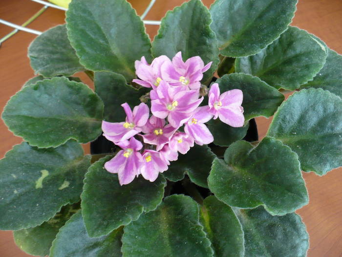 P1140913 - Saintpaulia - violete de camera