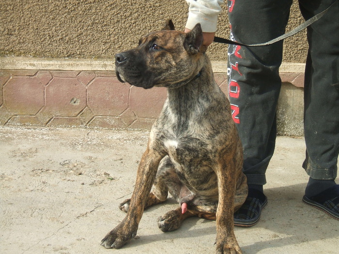 DSCF1811 - snoopyfightdogo  canario