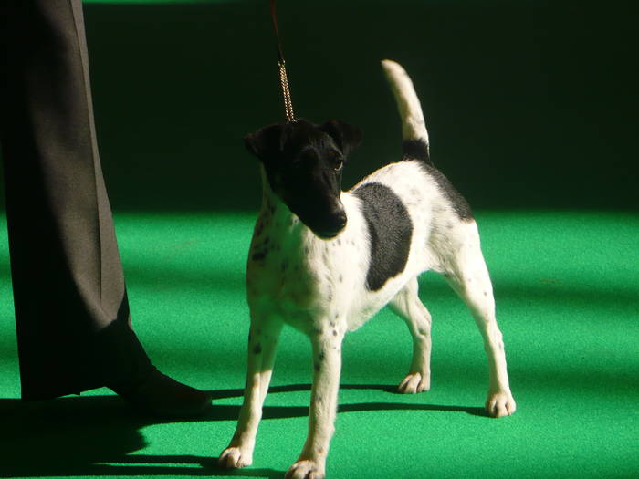 P1050488 - crufts 2009 smooth fox  and wire