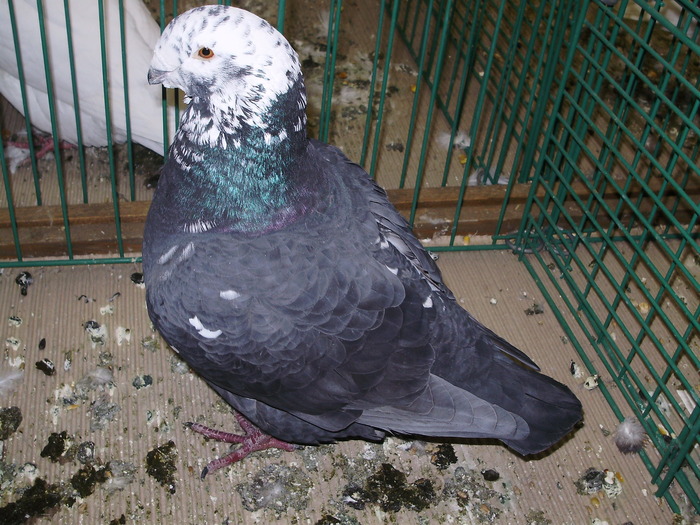 6233 gh 1 - 1507 partea 1b