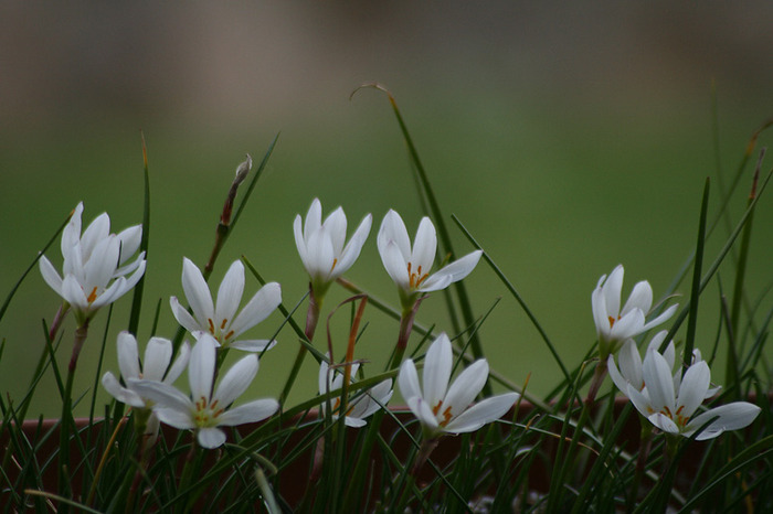 Zephyrantes candida