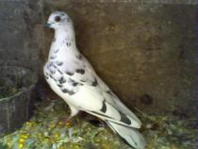 HDLYKZTFLASJBTZMDQL; in tratative pt fi cumparat
