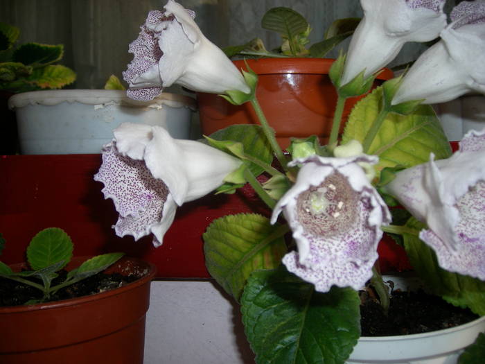 Tigrina blue