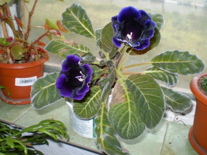 P9240221 - flori de camera