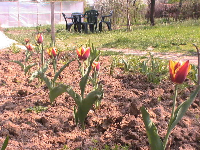 10-Aprilie - Anul 2009 in gradina mea