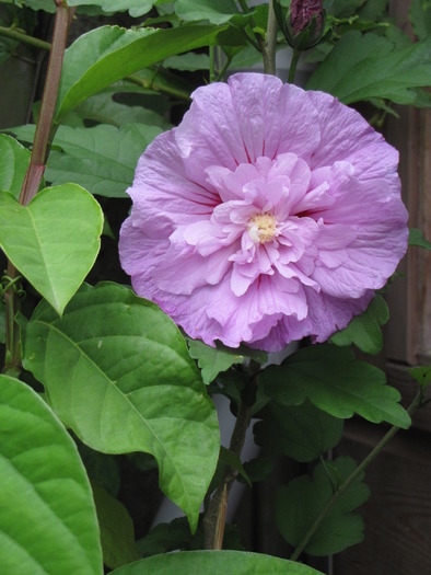 Hibiscus gradina dublu 16 aug 2009 (3)