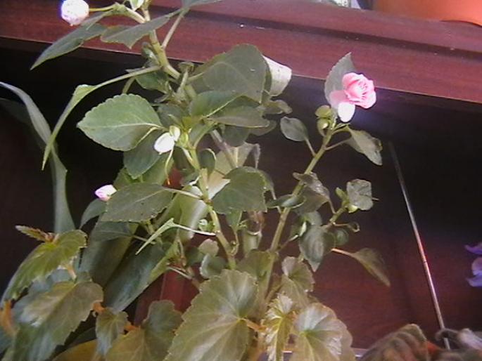 IMGA0785; impatiens
