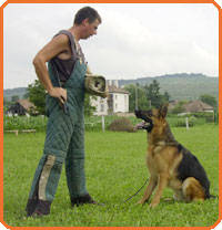 thumb_26-1 - CAINI- pisici-DIVERSE