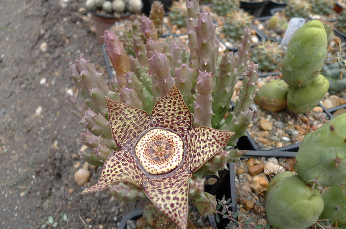 P1000147 - Asclepiadaceae