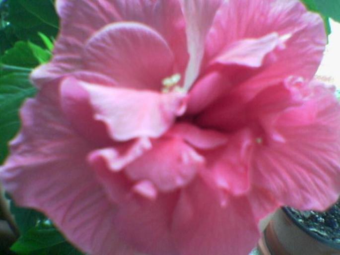 trandafir chinezesc - flori 2007