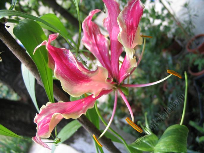 Gloriosa ciclam2