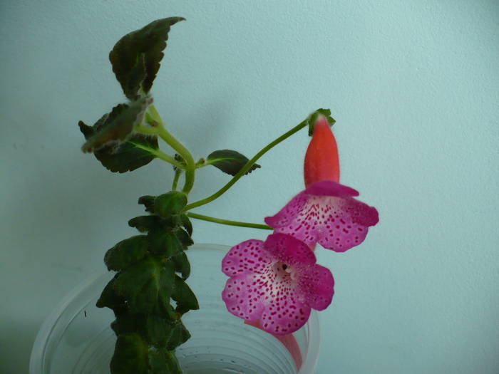 P1090919