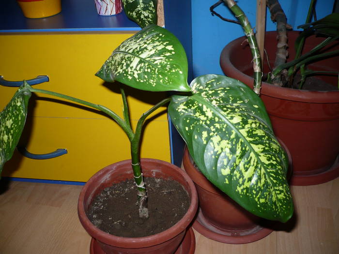 29-05-2009 010 - Flori