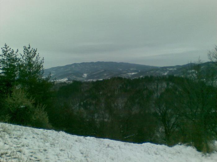 30122008(010) - vanatoare padure