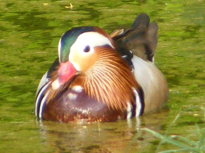 DSCF3975 - Rate mandarin si carolin