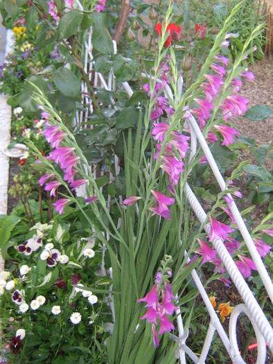 24 mai 024 - flori de gradina 2009