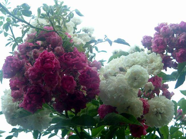 y79Krv895259-02; trandafiri
