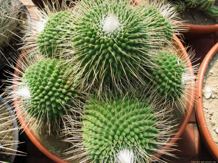 mammillaria_spinosisima_un_pico