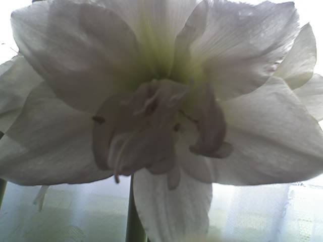 15-03-09_1459; Hipeastrum White Nimph
