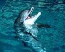 zambareetul - delfini foarte dragutzi si frumosi