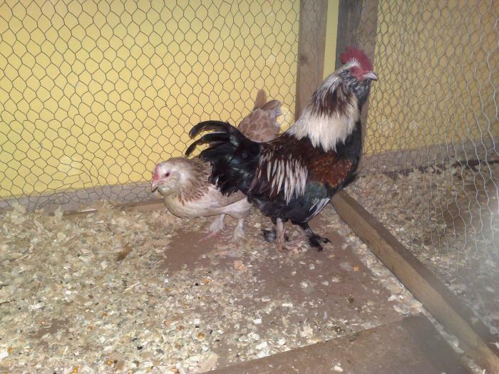 2009-02-15_14-51-04_150220091164