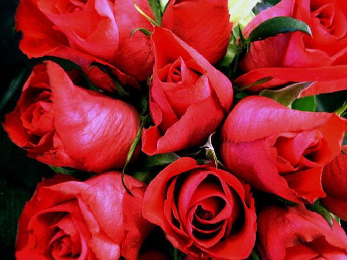Rosas3 - Trandafiri