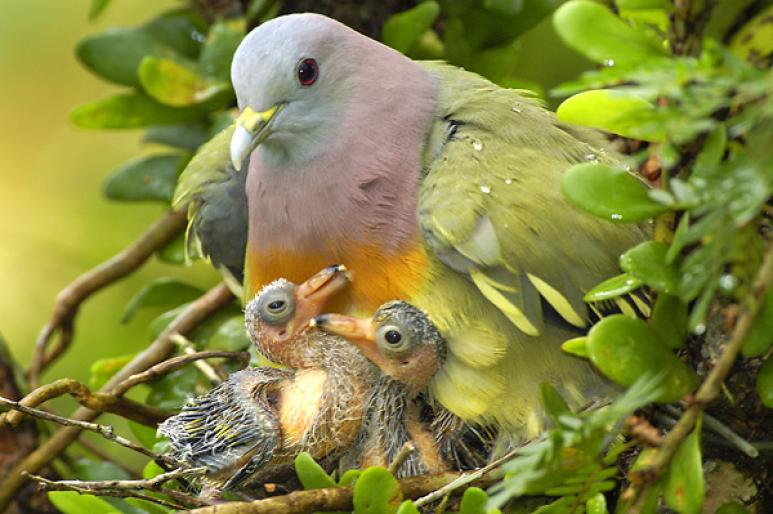 Pink-necked-Pigeon-with-2-c - Porumbei salbatici