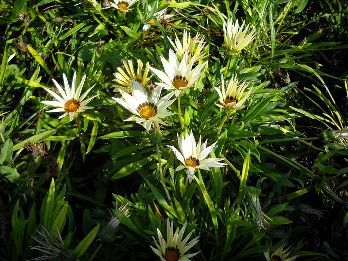 Picture 328 - flori dragute