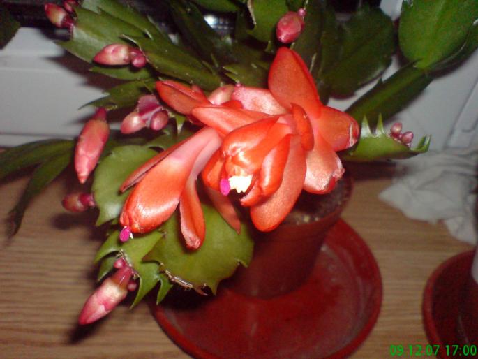 Craciunita rosie - Flori