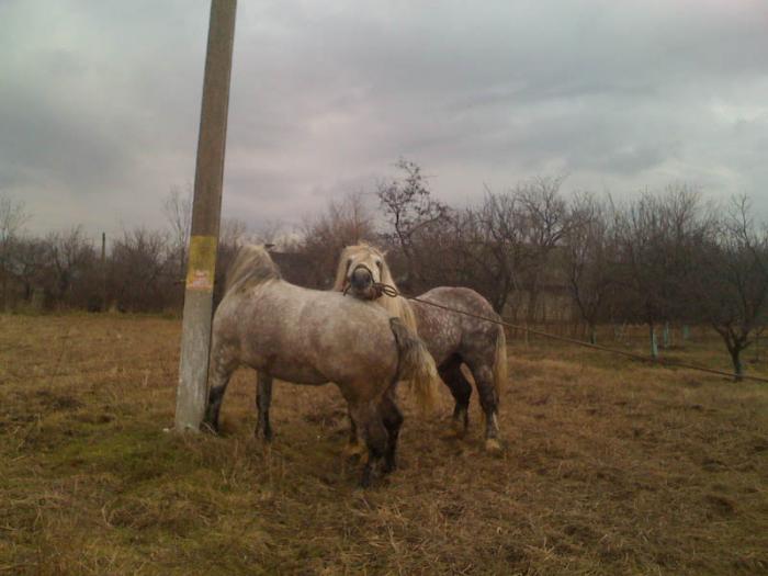 Percheron