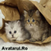 avatar_15 - poze pisicute