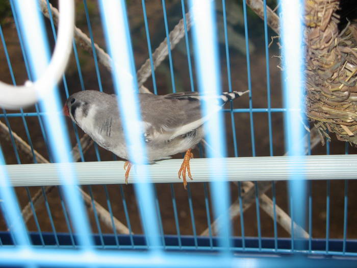 Picky - 1_1 - Zebre australiene - Zebra finches