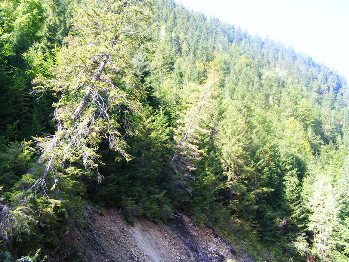 DSCF6319 - muntii Rodnei