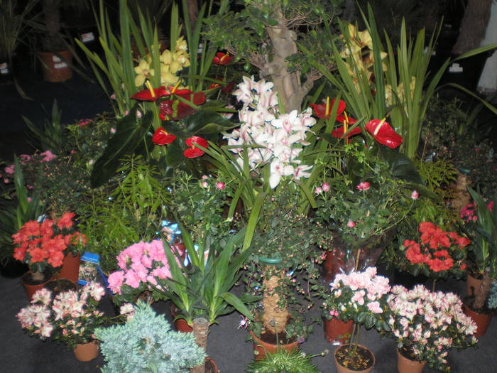P5070204 - expo flori TIMISOARA mai 2009