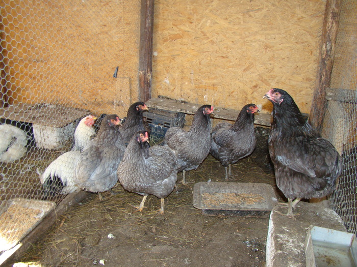 DSC01464 - gaini Araucana