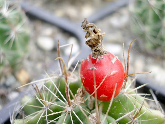 Hamatocactus setispinus - Fructe de cactusi si suculente