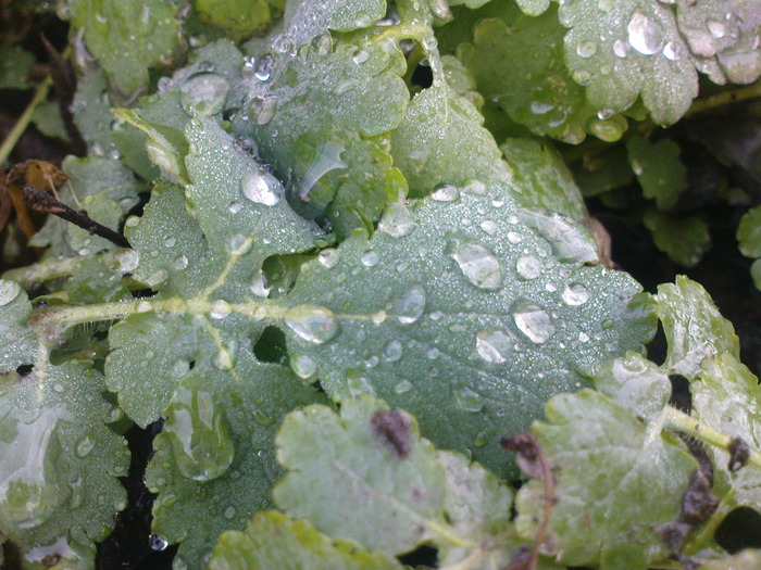 DSC00646
