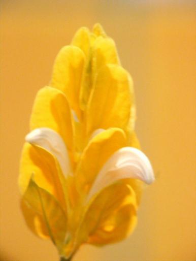 DSCF1674 - Pachistachis Lutea - The flower - EVOLUTION