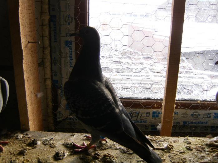 porumbei poze noi 022 - porumbeii mei poze noi