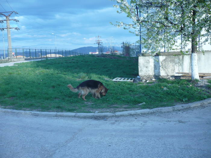 P1050873 - CAINI- pisici-DIVERSE