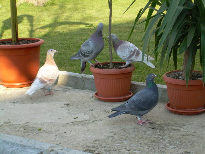 15.03.2009 008; porumbei 2008
