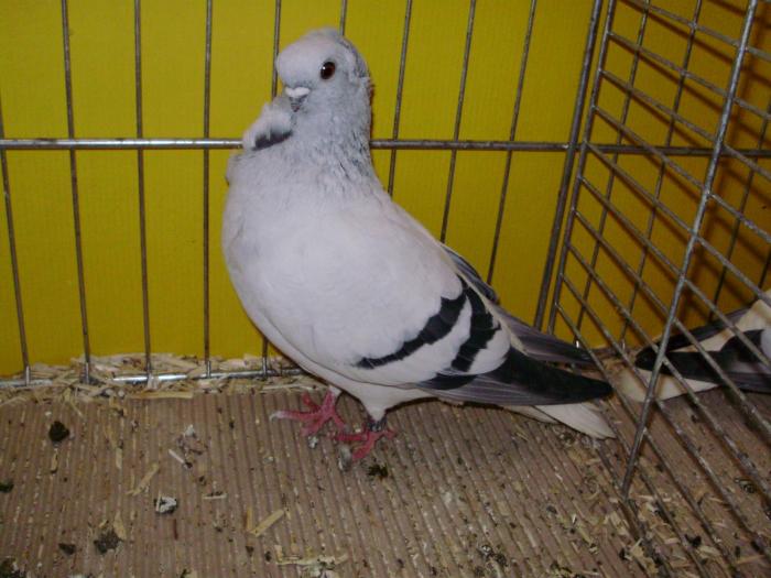 13416 hamburger sticken 1 - 1505 partea 6