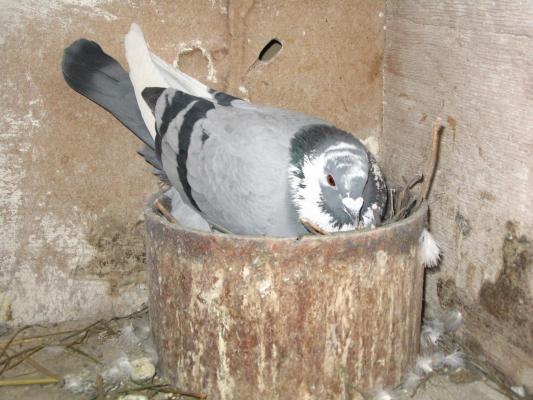 Mascul 2005