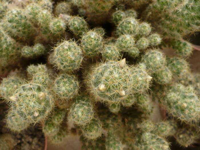 colonie Mamillaria elongata - Cactusi 2009