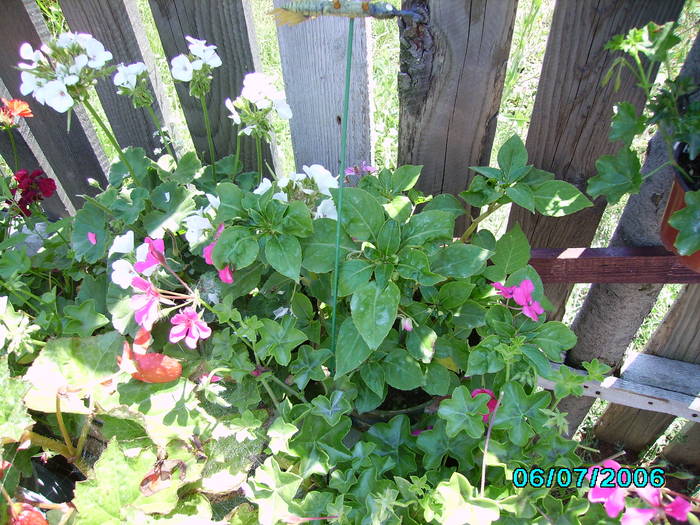 impatiens - din gradina 1