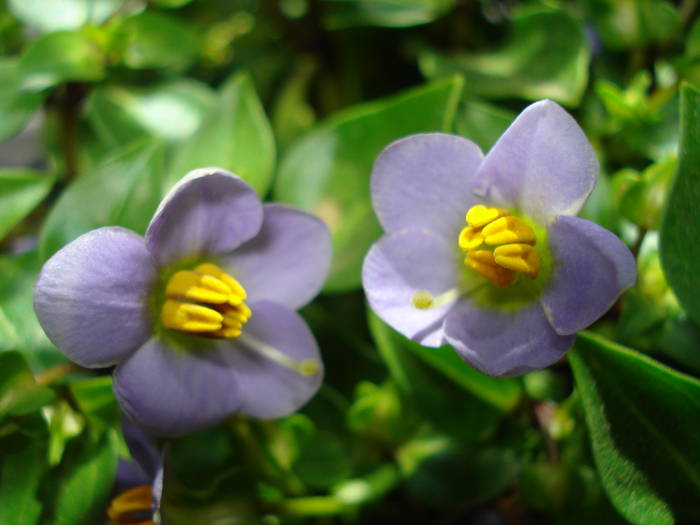 VIOLETA MEXICANA