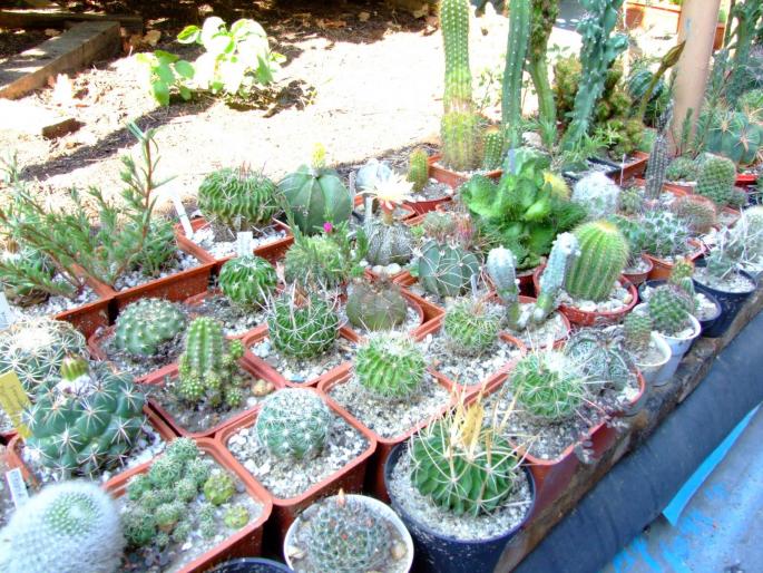 cactusi pe garaj - plante 2007