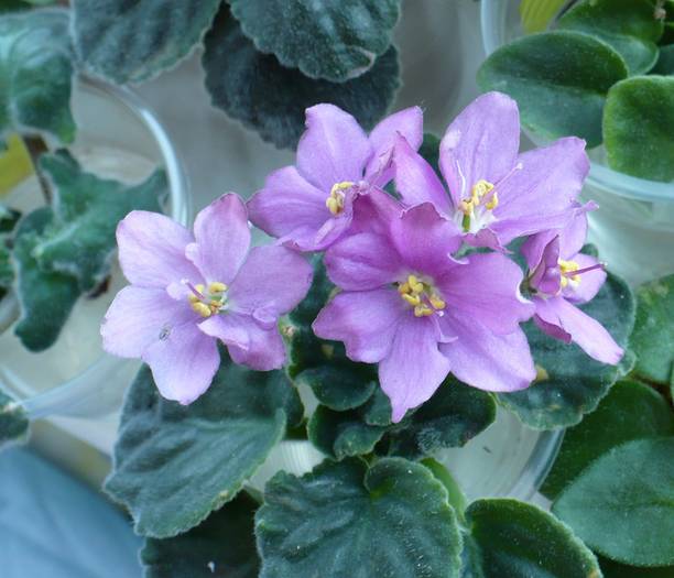 P1150131 - Saintpaulia - violete de camera